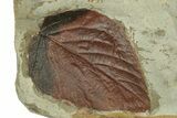 Plate with Three Fossil Leaves (Two Species) - Montana #269306-3